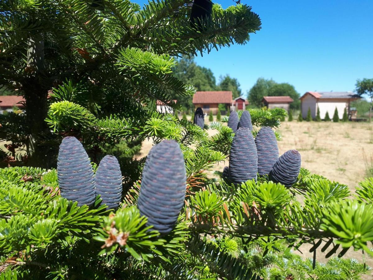 Отель Paeevatalu Camping Vilusi Экстерьер фото